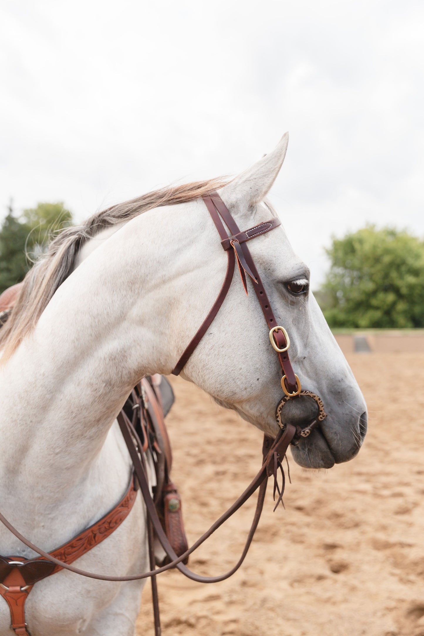 Four Buckle Browband Headstall