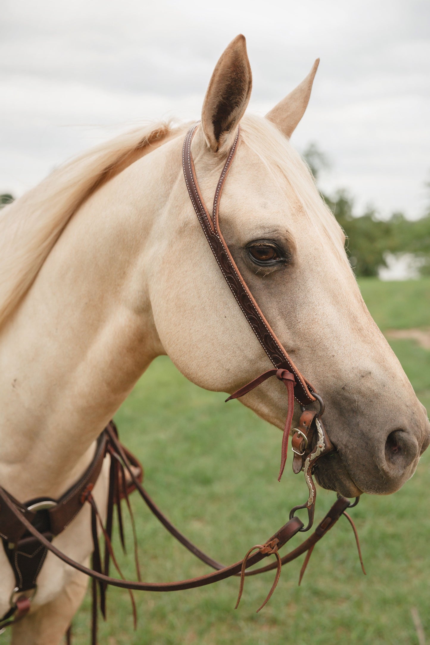 Martin Saddlery Ranahan Headstall with Leaf Tooling