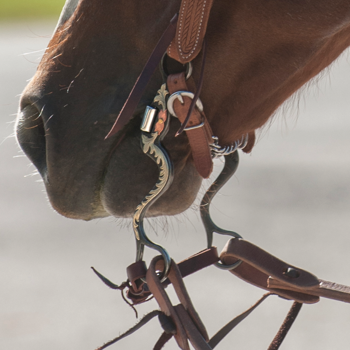 Classic Equine Professional Series Floral Scroll Tool Box Cavalry Shank Bit with Correction