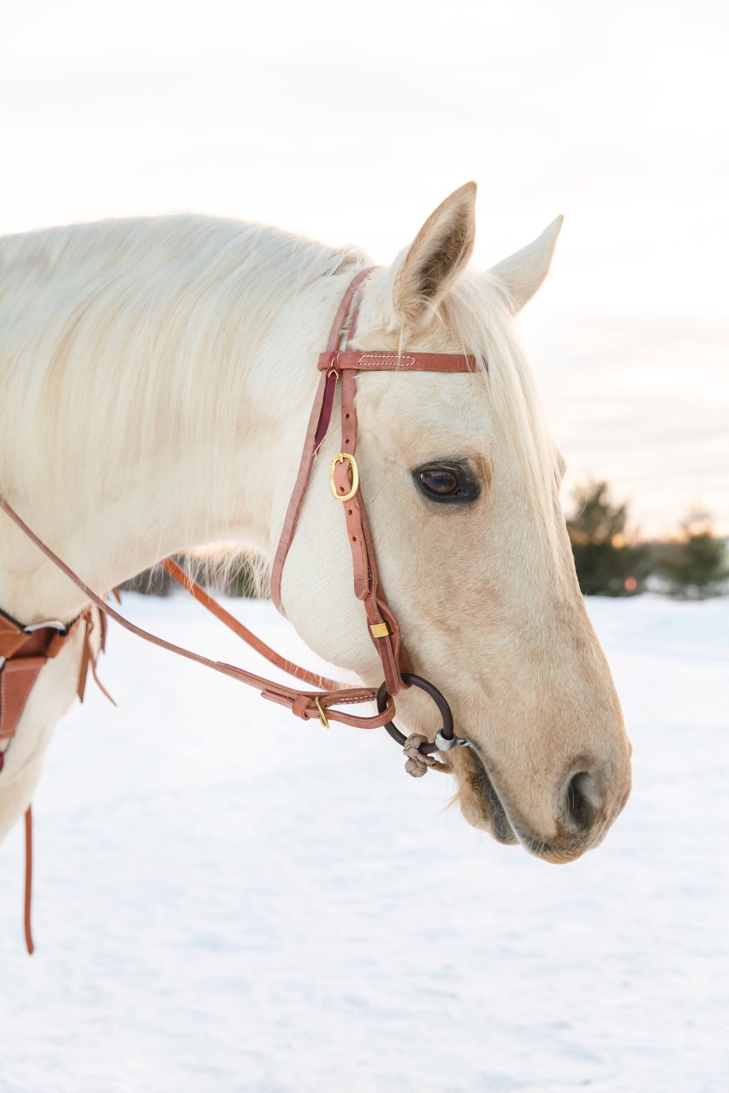 Quick Change Browband Headstall