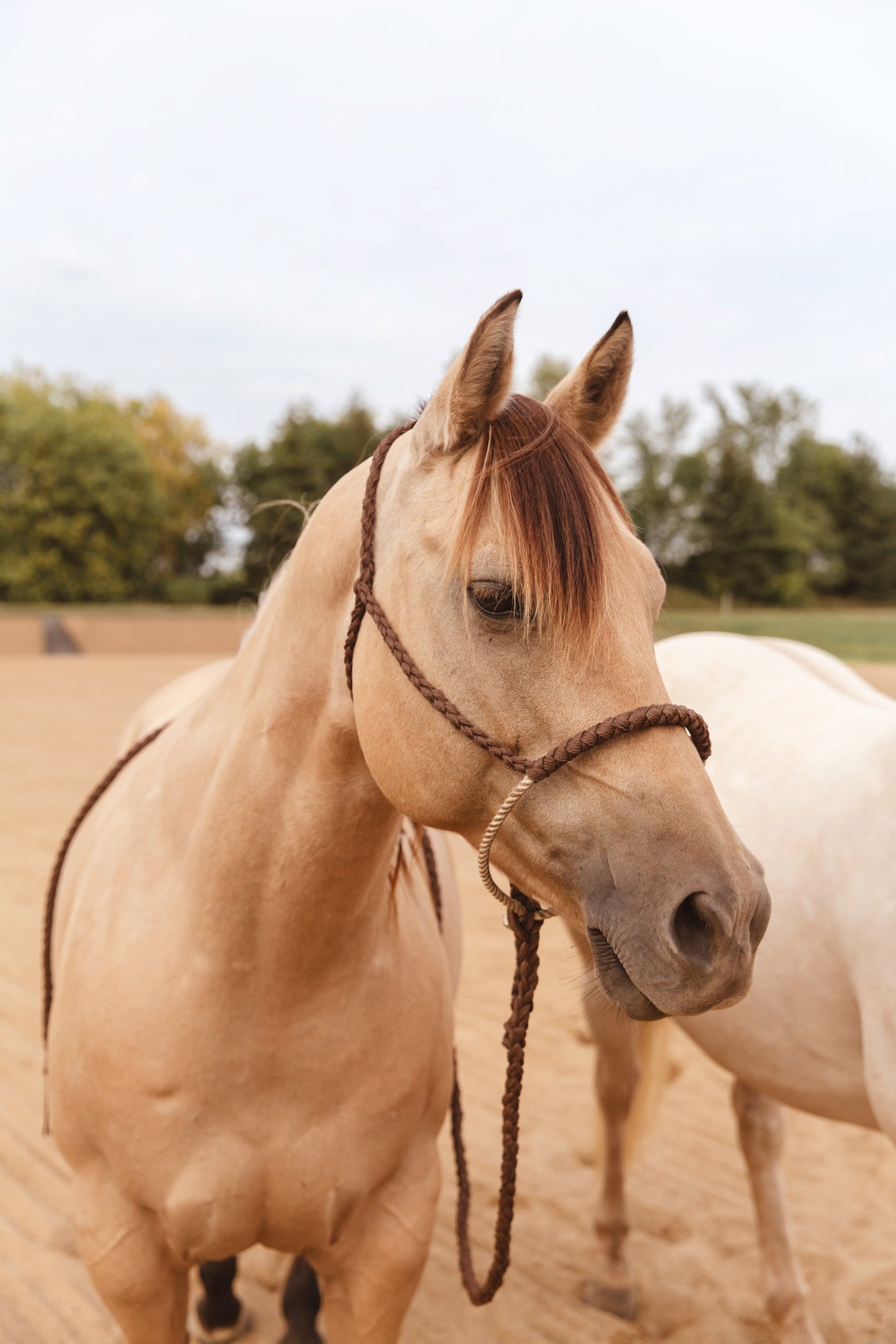 Rope Nose Halter - Multiple Colors