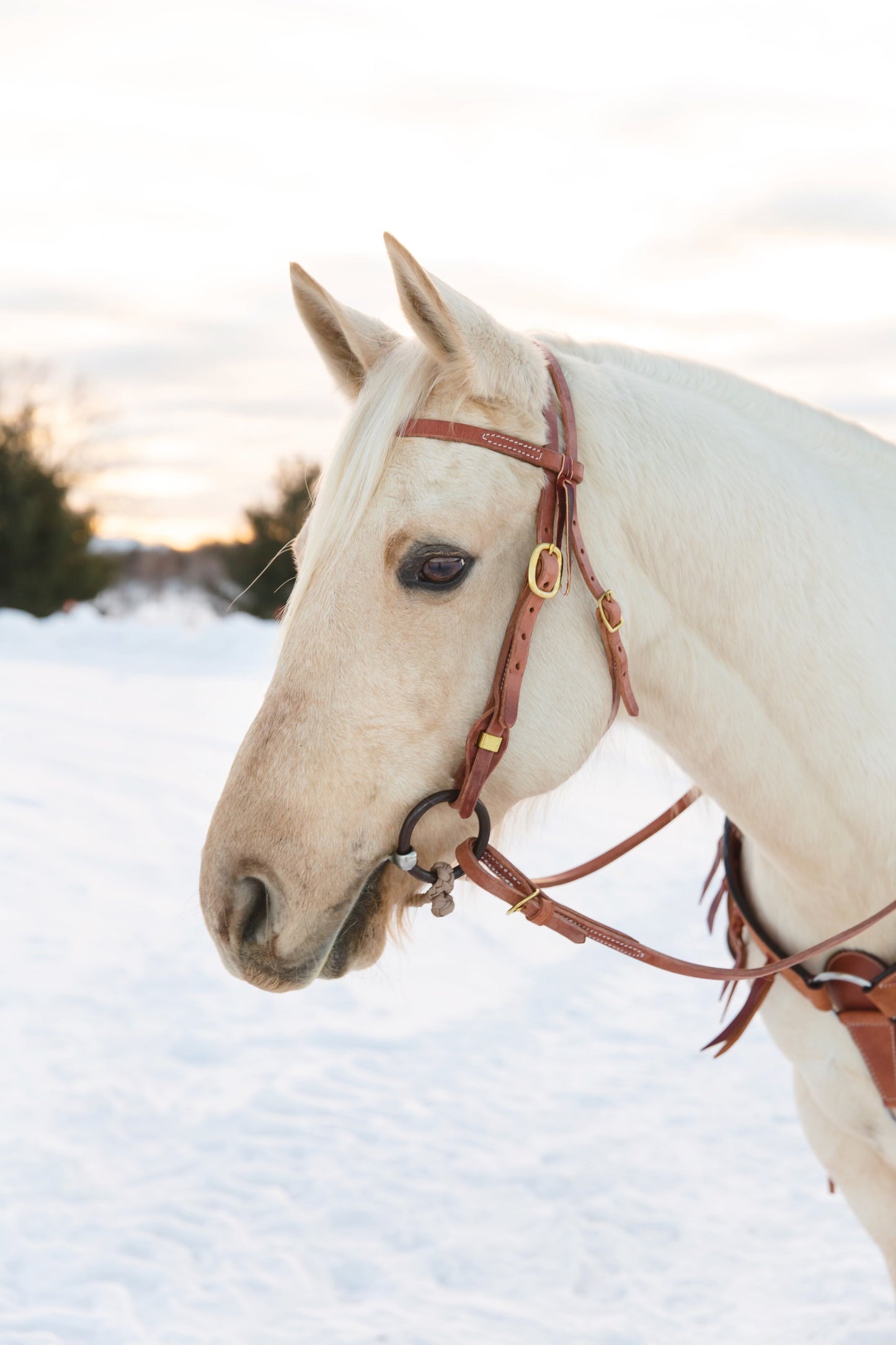 Quick Change Browband Headstall