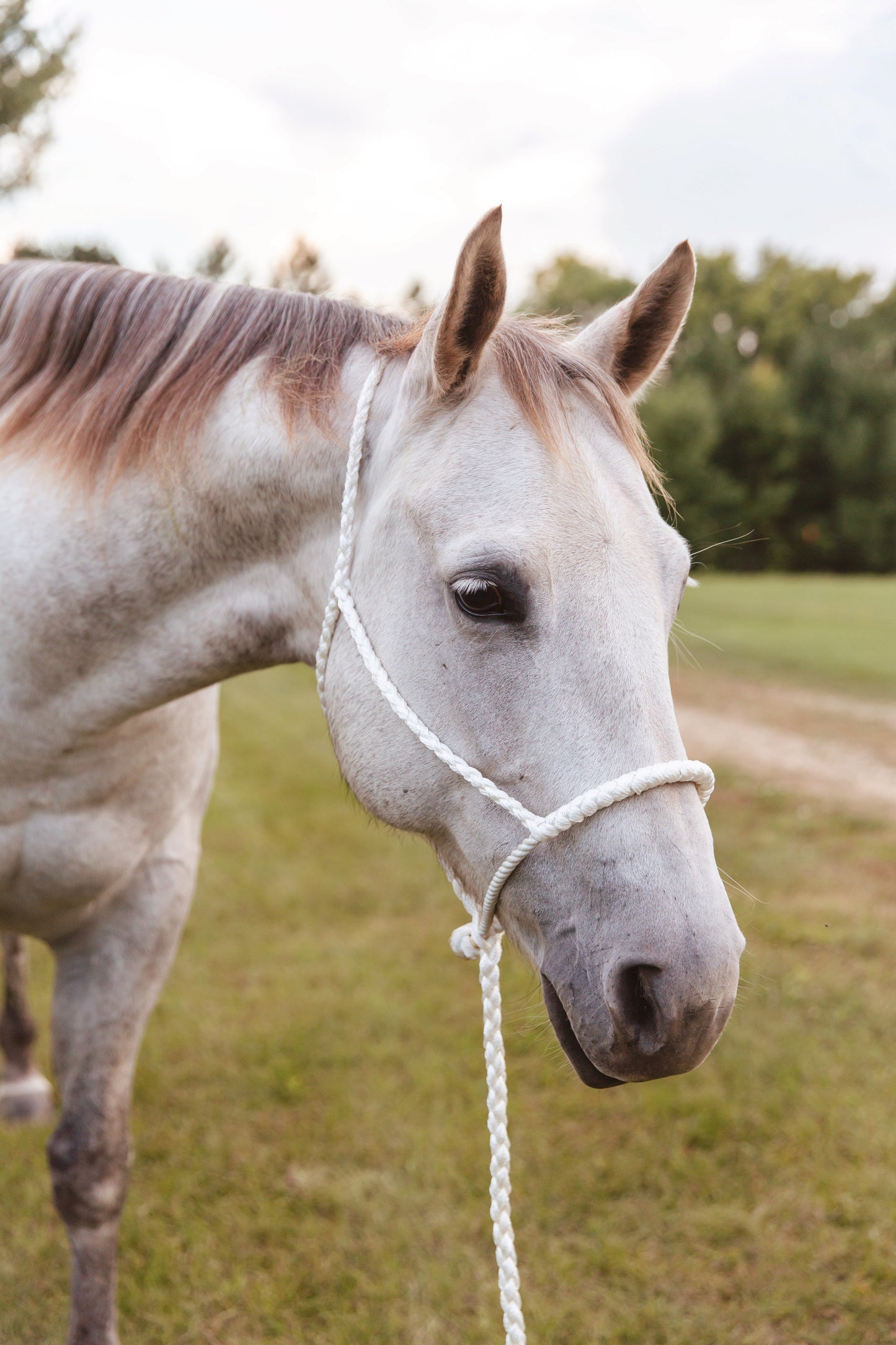 Rope Nose Halter - Multiple Colors