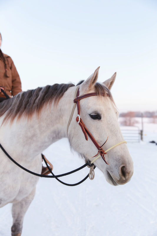 Oiled Loping Hackamore