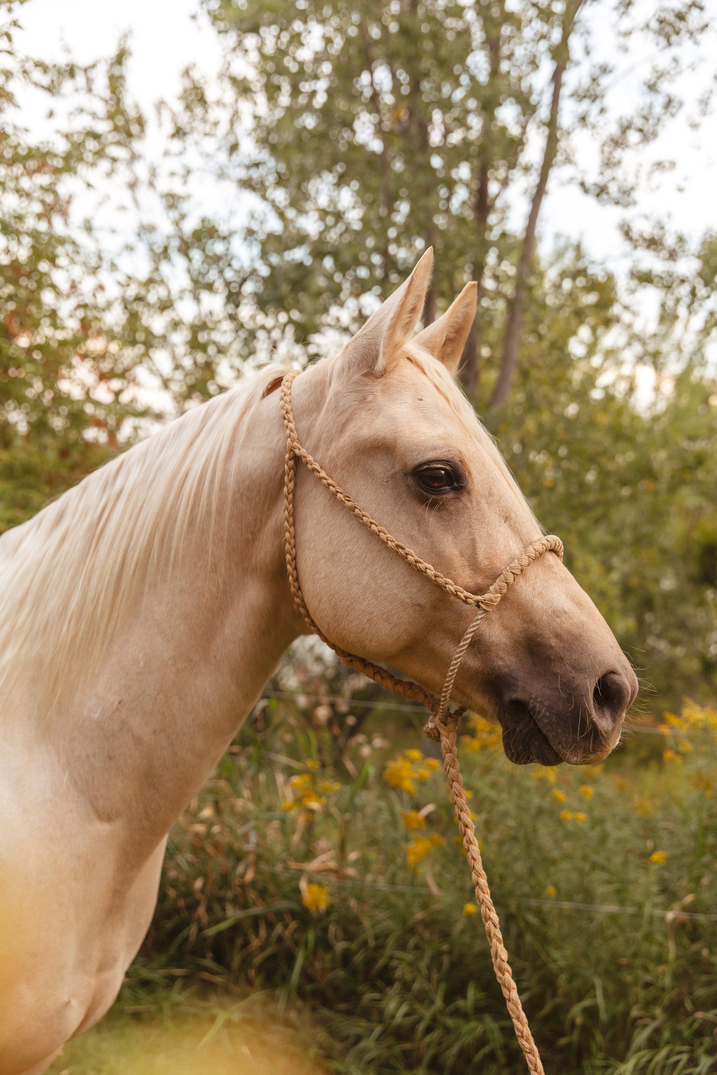 Rope Nose Halter - Tan
