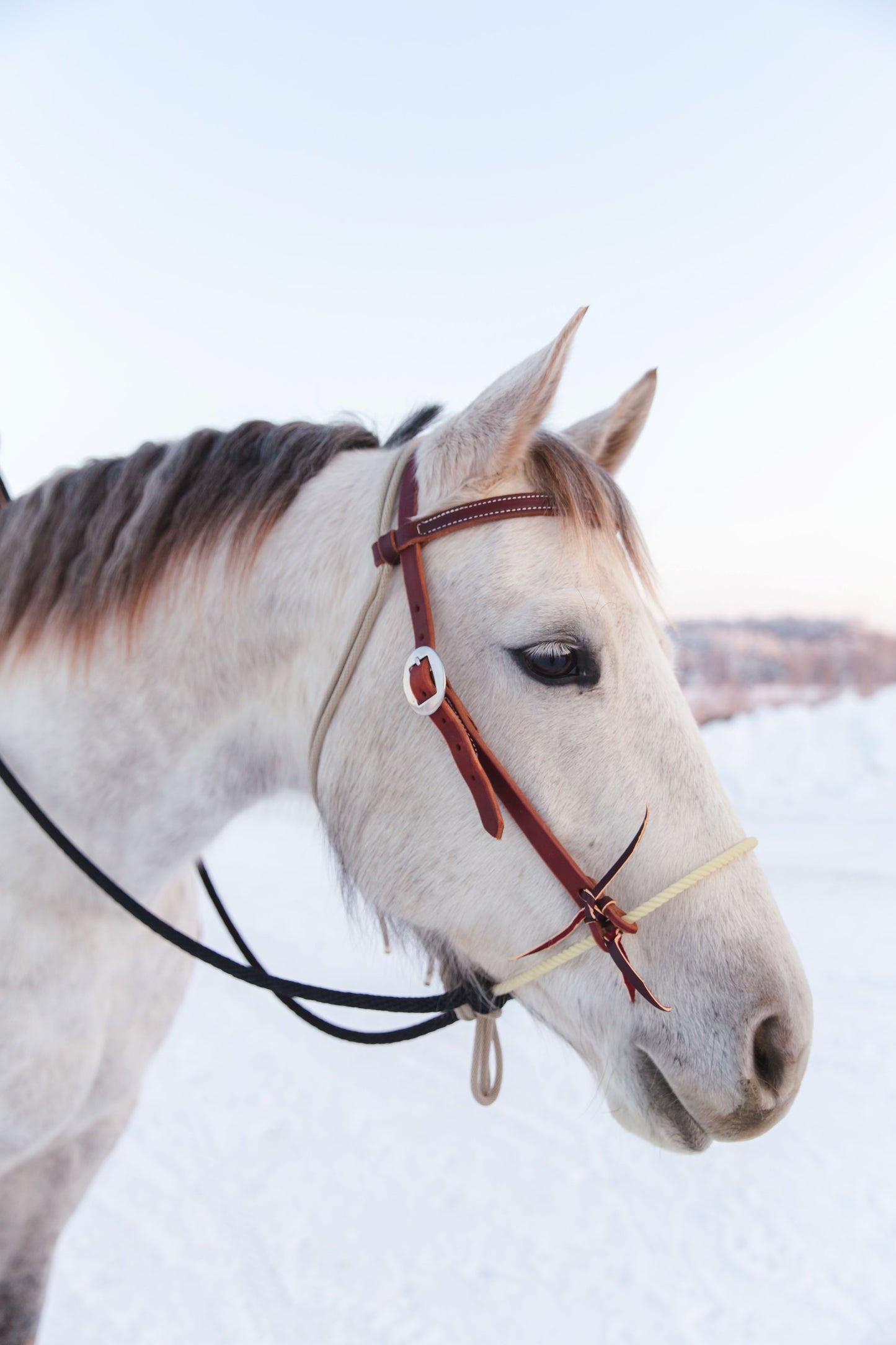 Oiled Loping Hackamore