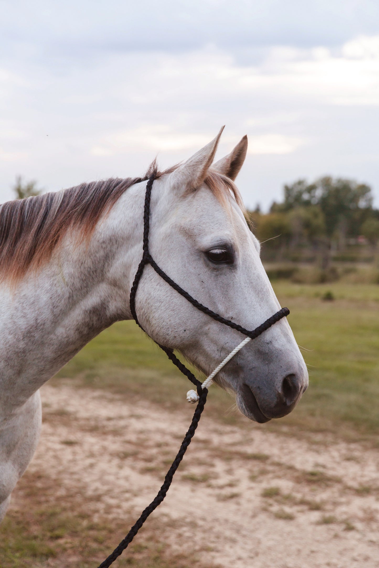 Rope Nose Halter - Multiple Colors
